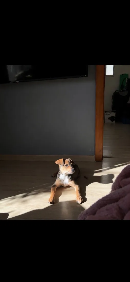 Cachorro raça SRD-ViraLata idade 2 a 6 meses nome Koda