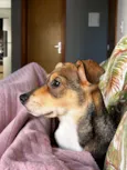 Koda