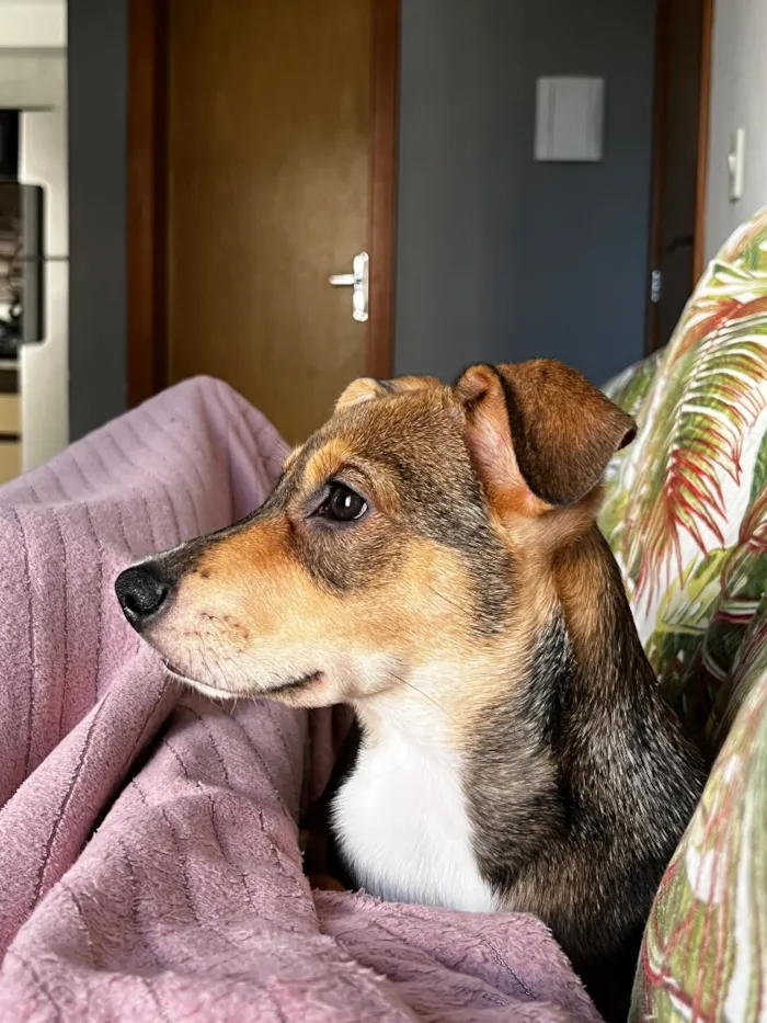 Cachorro raça SRD-ViraLata idade 2 a 6 meses nome Koda