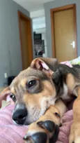 Koda