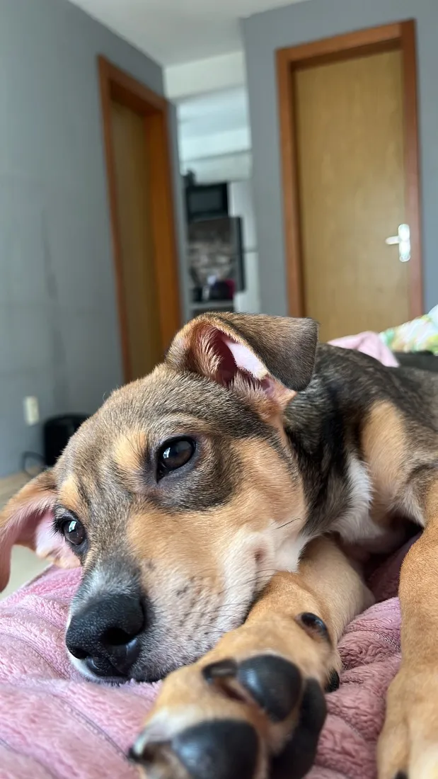 Cachorro raça SRD-ViraLata idade 2 a 6 meses nome Koda