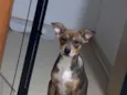 Koda