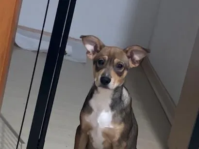 Cachorro raça SRD-ViraLata idade 2 a 6 meses nome Koda