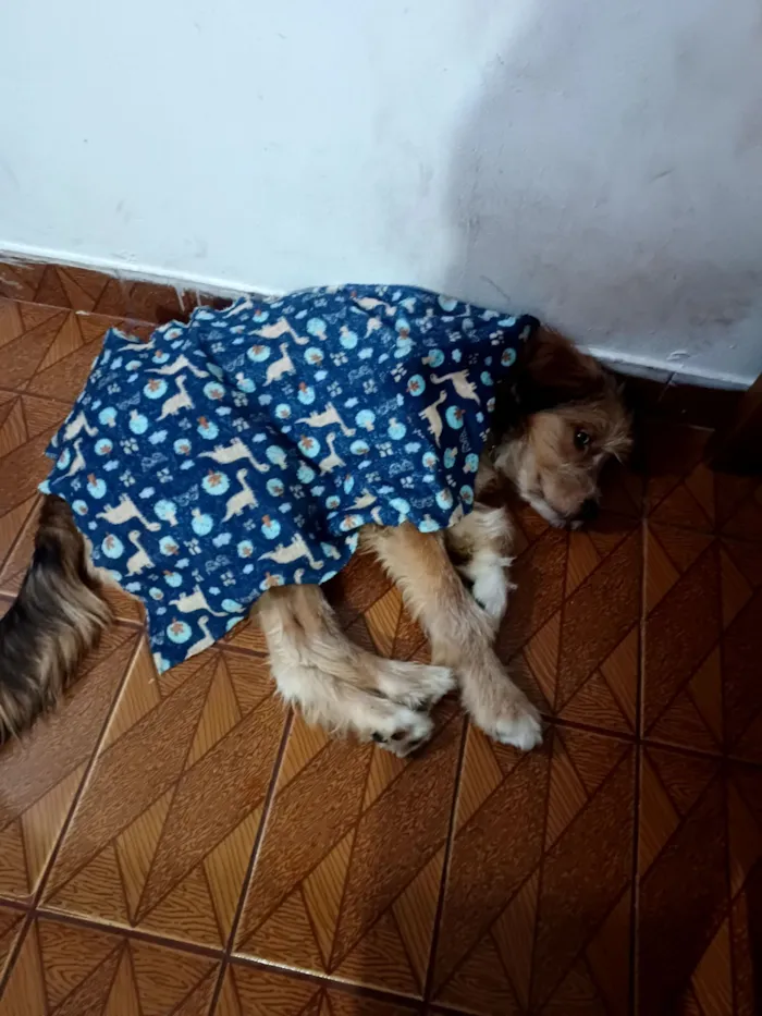 Cachorro raça SRD-ViraLata idade 1 ano nome João enzo