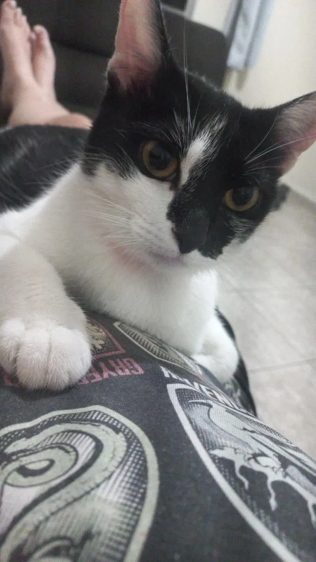 Gato raça SRD-ViraLata idade 2 anos nome Hermione 