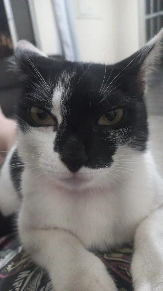 Gato raça SRD-ViraLata idade 2 anos nome Hermione 