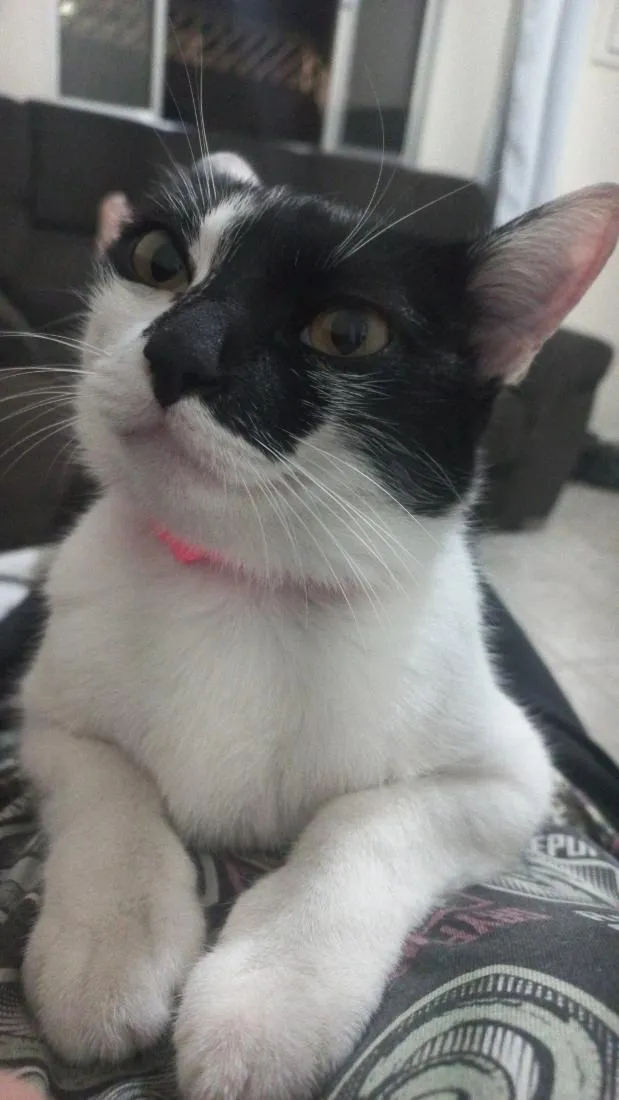 Gato raça SRD-ViraLata idade 2 anos nome Hermione 