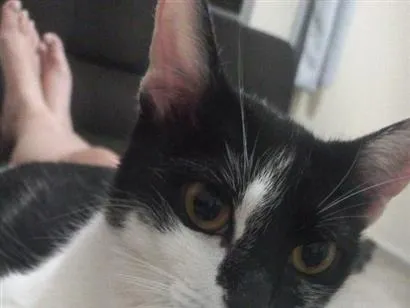 Gato raça SRD-ViraLata idade 2 anos nome Hermione 