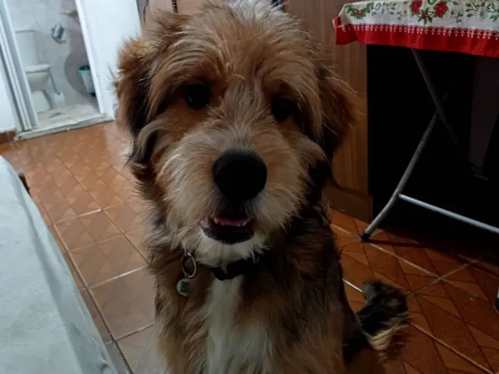 Cachorro raça SRD-ViraLata idade 1 ano nome João enzo