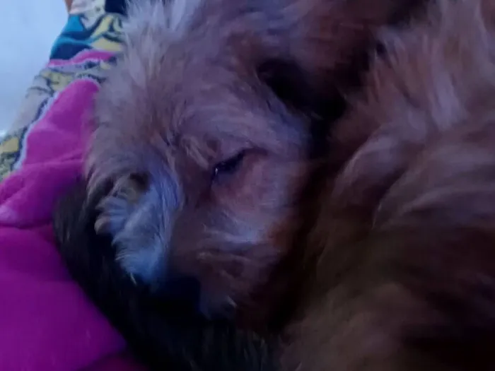 Cachorro raça SRD-ViraLata idade 1 ano nome João enzo