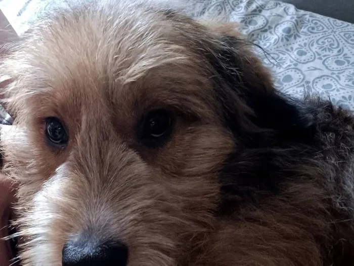 Cachorro raça SRD-ViraLata idade 1 ano nome João enzo