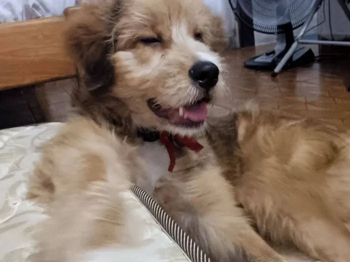 Cachorro raça SRD-ViraLata idade 1 ano nome João enzo