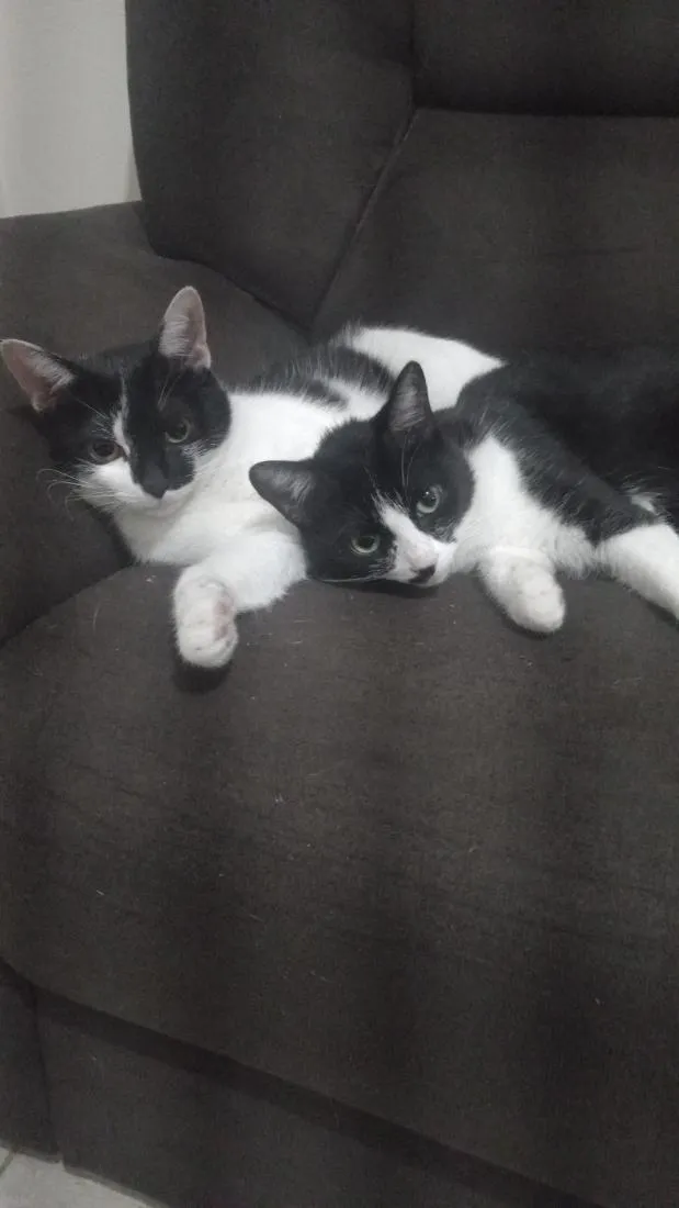 Gato raça SRD-ViraLata idade 1 ano nome Cookie e Hermione