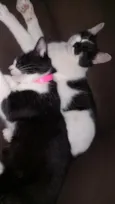 Cookie e Hermione