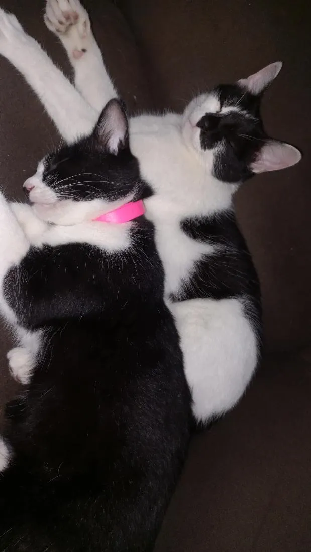 Gato raça SRD-ViraLata idade 1 ano nome Cookie e Hermione