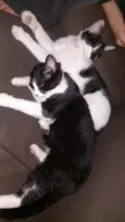 Cookie e Hermione