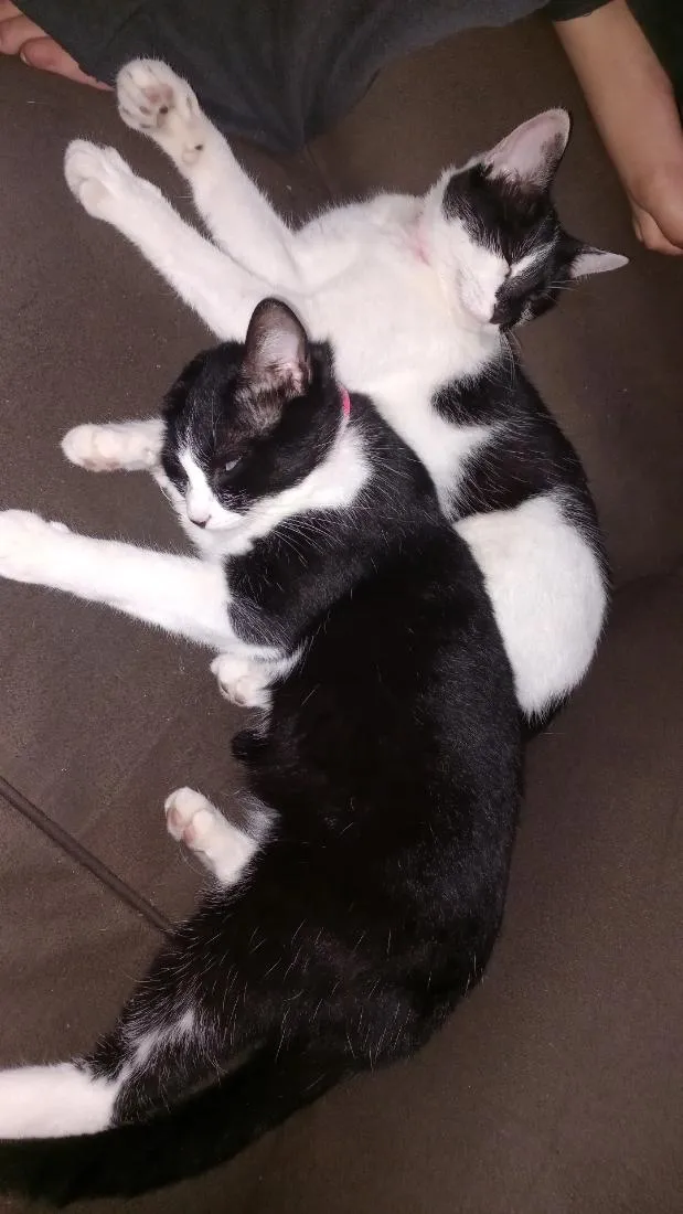 Gato raça SRD-ViraLata idade 1 ano nome Cookie e Hermione