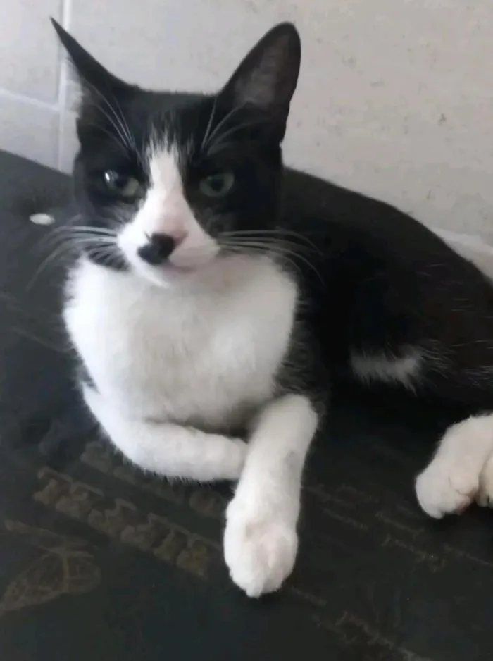 Gato raça SRD-ViraLata idade 1 ano nome Cookie e Hermione