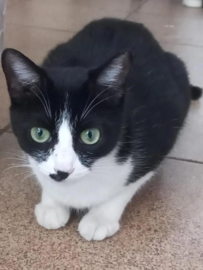 Gato raça SRD-ViraLata idade 1 ano nome Cookie e Hermione