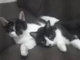 Cookie e Hermione