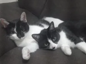 Gato raça SRD-ViraLata idade 1 ano nome Cookie e Hermione