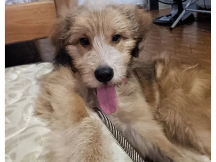 Cachorro raça SRD-ViraLata idade 1 ano nome João enzo
