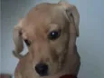 Mel