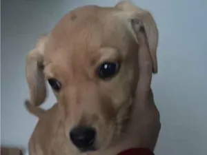 Cachorro raça SRD-ViraLata idade 2 a 6 meses nome Mel