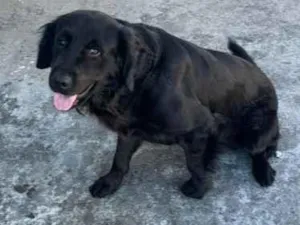 Cachorro raça Labrador idade 3 anos nome Bart