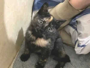 Gato raça SRD-ViraLata idade Abaixo de 2 meses nome Sem nome