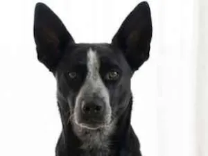 Cachorro raça SRD-ViraLata idade 1 ano nome ZEYS RAYNAR 