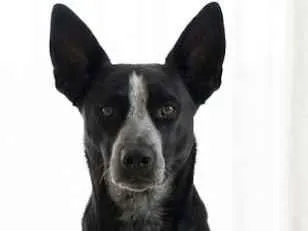 Cachorro raça SRD-ViraLata idade 1 ano nome ZEYS RAYNAR 