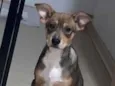 Koda