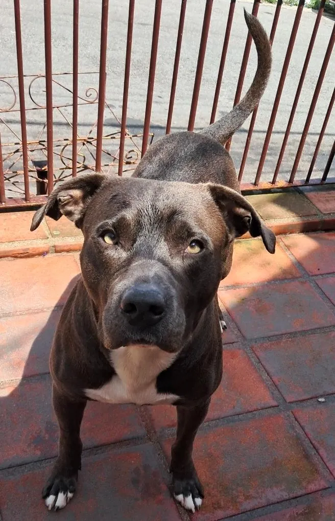 Cachorro raça Pit-Bull idade 5 anos nome Drax