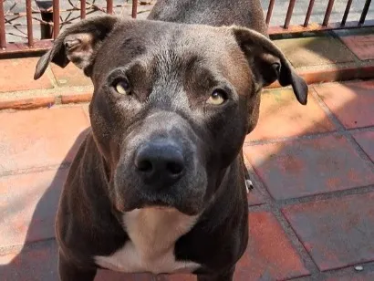 Cachorro raça Pit-Bull idade 5 anos nome Drax