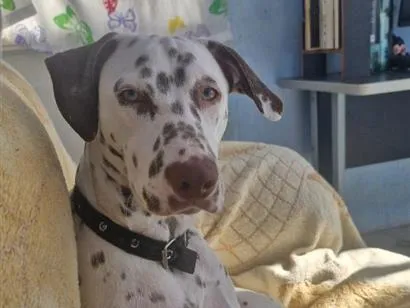 Cachorro raça Dálmata idade 1 ano nome zara