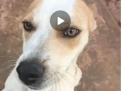 Cachorro raça SRD-ViraLata idade 7 a 11 meses nome Mel