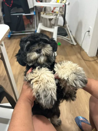 Cachorro raça Shitzu idade 7 a 11 meses nome Amora 
