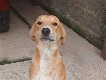Cachorro raça SRD-ViraLata idade 7 a 11 meses nome Max