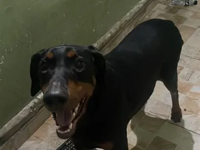 Cachorro raça Dobermann idade 6 ou mais anos nome Maggie