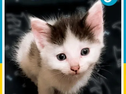 Gato raça SRD-ViraLata idade 2 a 6 meses nome Gatinho Hamster