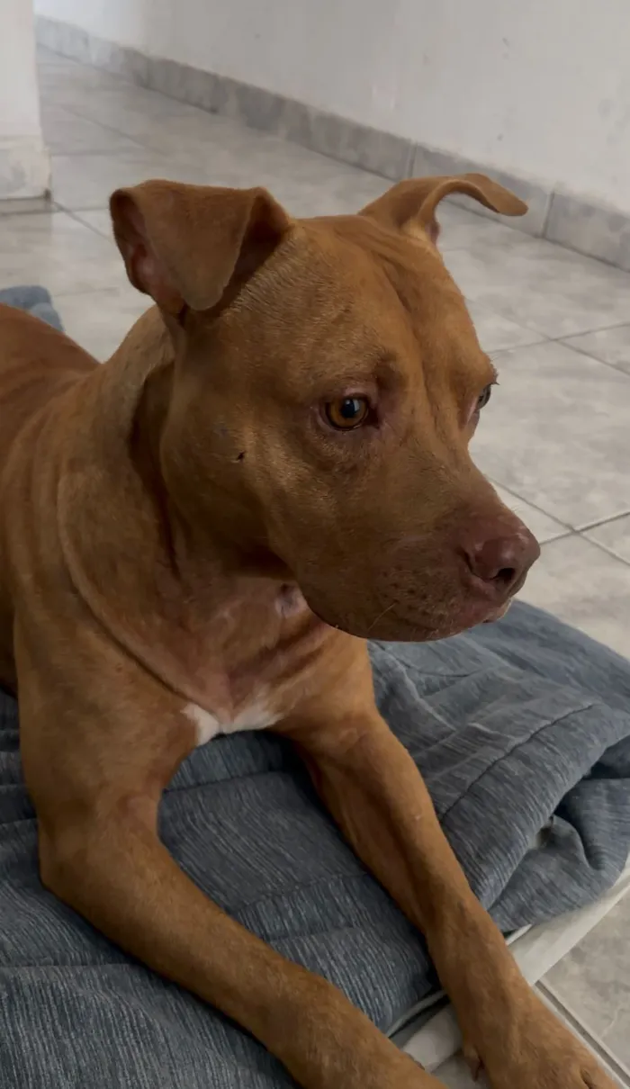 Cachorro raça Pit-Bull idade 1 ano nome Mike