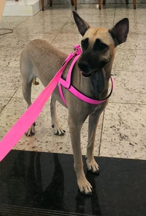 Cachorro raça SRD-ViraLata idade 2 a 6 meses nome Kyara