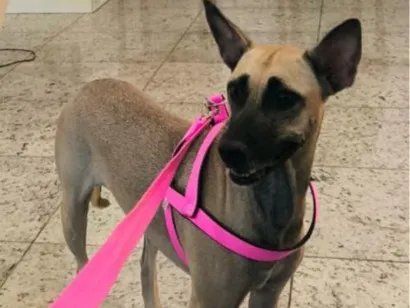 Cachorro raça SRD-ViraLata idade 2 a 6 meses nome Kyara