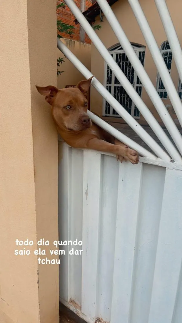 Cachorro raça Pit-Bull idade 5 anos nome LUA