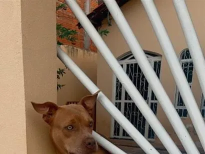 Cachorro raça Pit-Bull idade 5 anos nome LUA