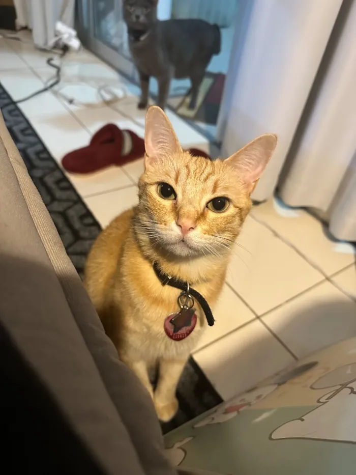 Gato raça SRD-ViraLata idade 6 ou mais anos nome Arthur