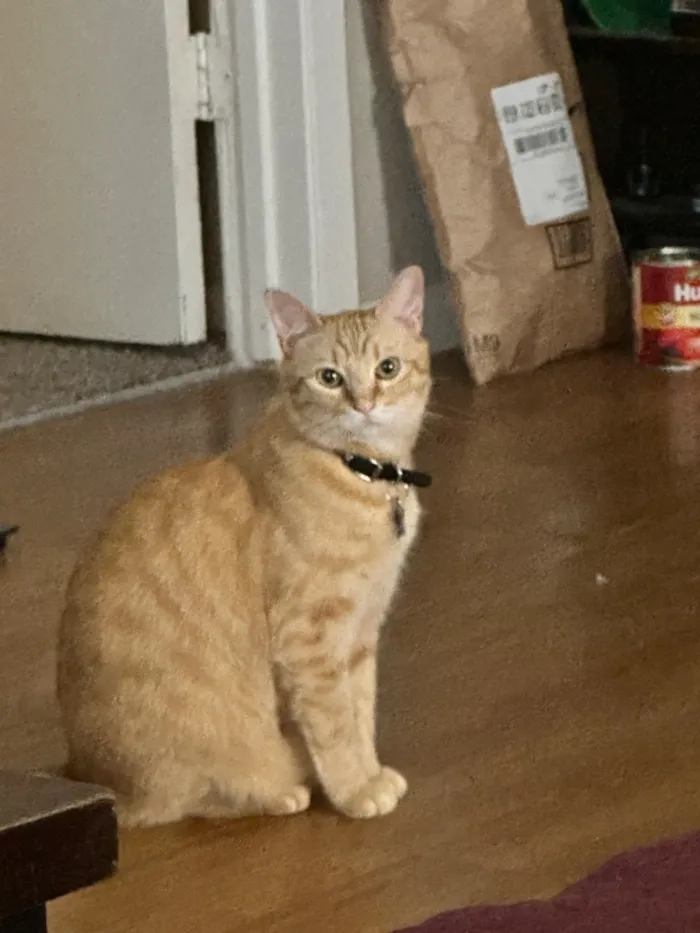Gato raça SRD-ViraLata idade 6 ou mais anos nome Arthur