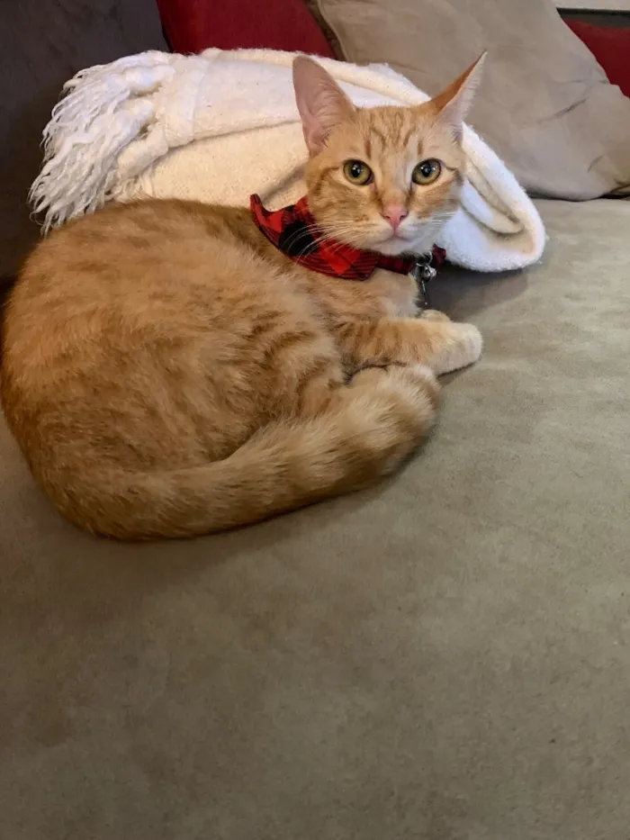 Gato raça SRD-ViraLata idade 6 ou mais anos nome Arthur