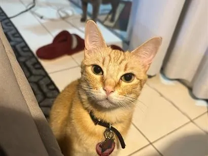 Gato raça SRD-ViraLata idade 6 ou mais anos nome Arthur